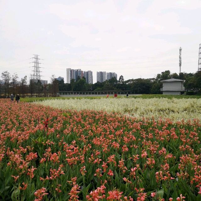 Guanlan Wetland Flower Park
