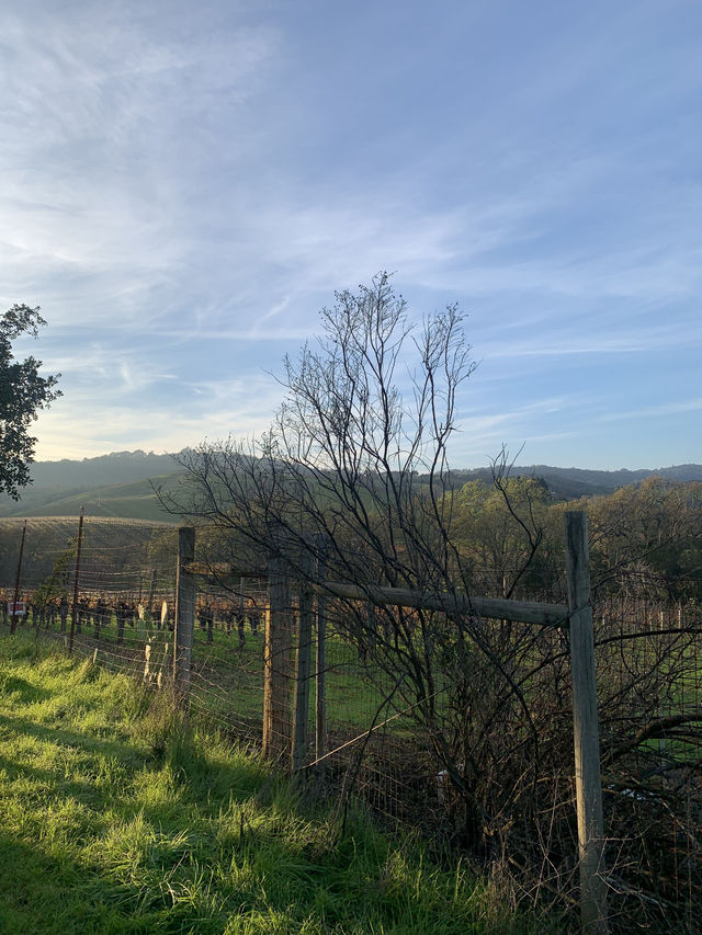 ✨Napa Valley로! 🍇✨