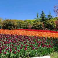 Tulip Paradise in Shanghai