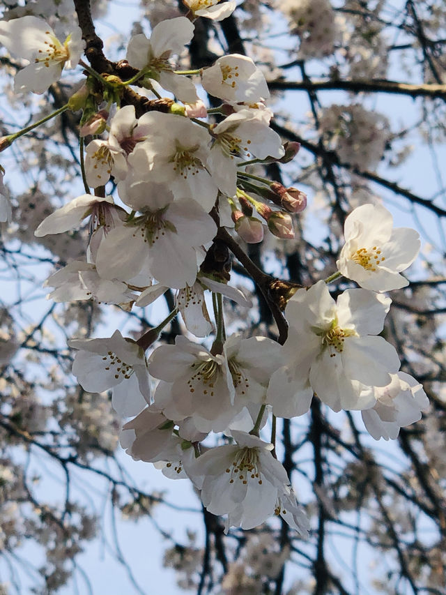This year's cherry blossoms can be enjoyed to the fullest~