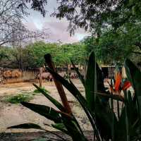 Didn't expect Portugal to have such a great zoo experience.