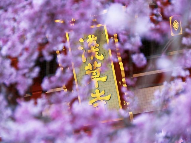 Japan Travel | Strongly recommend these ten cherry blossom check-in spots in Japan 🌸