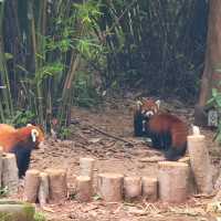 PANDAS 🐼 just gorgeous. Chengdu Research Panda base