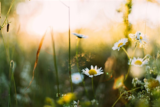 Seasonal Women's Circle | The Sadie Centre - Award-Winning Wellness Centre