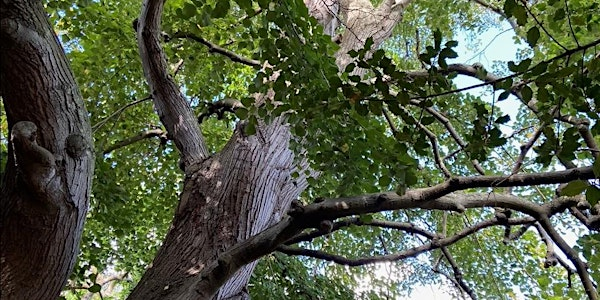 Dr Owen Johnson's Tree Walk and Talks in Alexandra Park, Hastings. | Harmers Lay-by, Upper Park Road,