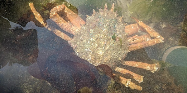 Extreme Rockpool Safari | Wembury Marine Centre