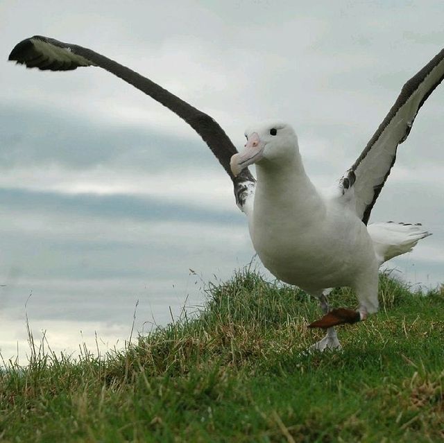 The Royal Albatross Centre 