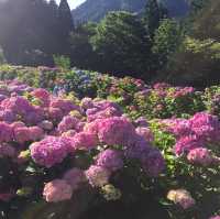 岐阜県　関市板取の紫陽花
