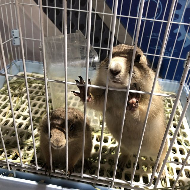 寵物嘉年華 🦜🐕🐿🦫🐕 寵物嘉年華 🦜🐕🐿🦫🐕