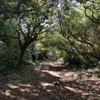 台北大屯群峰步道+季節限定芒草景觀｜主、南、西峰連走大挑戰，我完勝了！