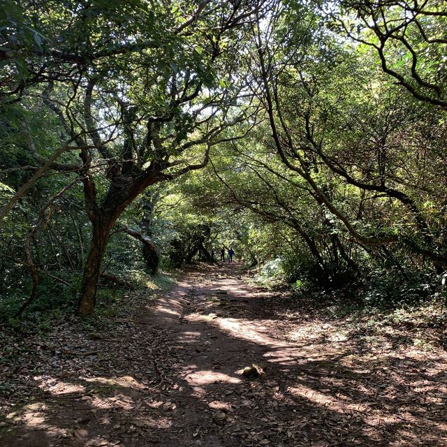 台北大屯群峰步道+季節限定芒草景觀｜主、南、西峰連走大挑戰，我完勝了！