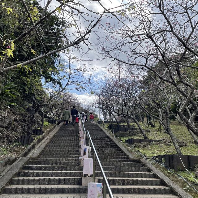 日本一早い桜祭り【やえせ桜まつり】
