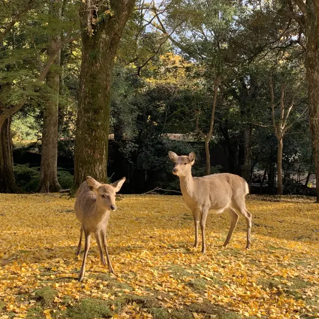 奈良県　奈良公園