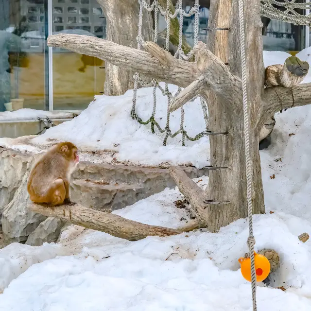 冬の円山動物園・サル山