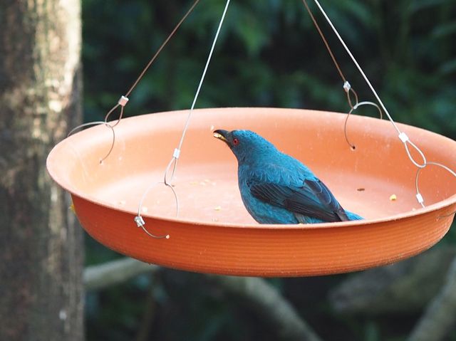 城市內小型森林 ~ 香港公園