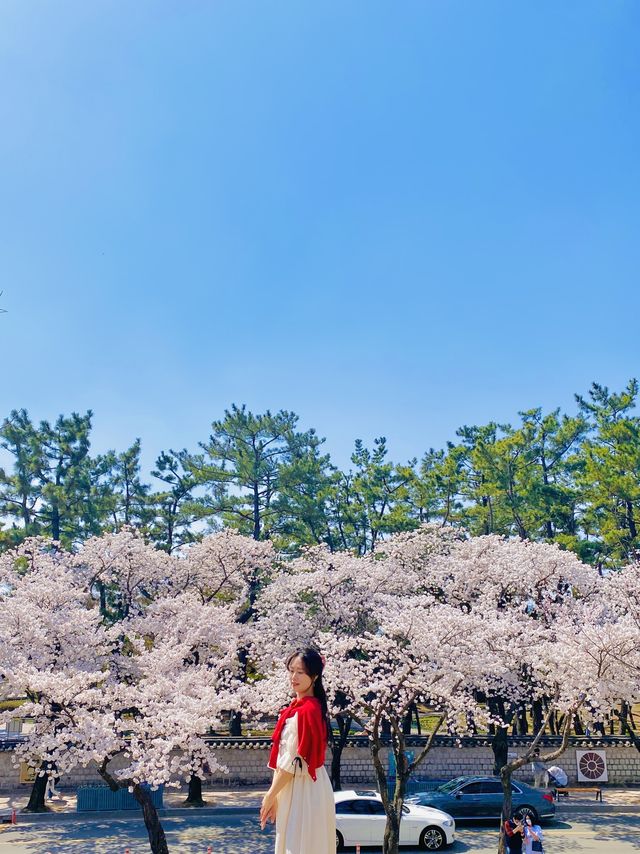 올 봄 핫플이었던 대릉원 돌담길 벚꽃길🌸