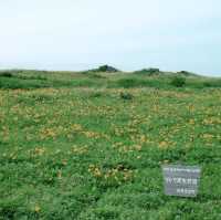 エゾカンゾウ群生地　浜辺の花畑