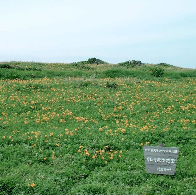 エゾカンゾウ群生地　浜辺の花畑