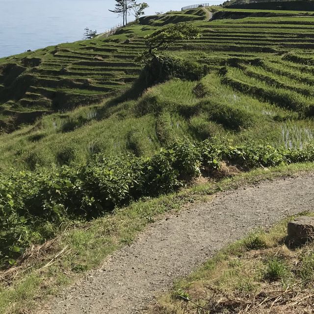 《日本-輪島市》堅持要去看的「梯田之美」