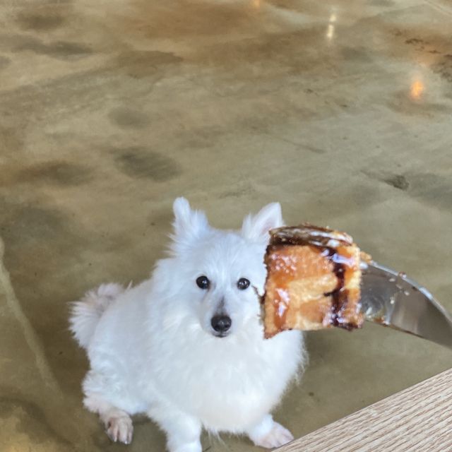 반려견과 함께 할 수 있는 카페 🐶 원주 왈왈이 애견카페