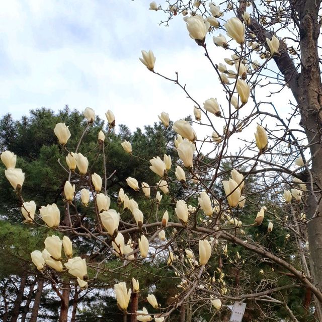 꽃구경도 하고 산책도 하고 싶다면 대구수목원🌸🌿