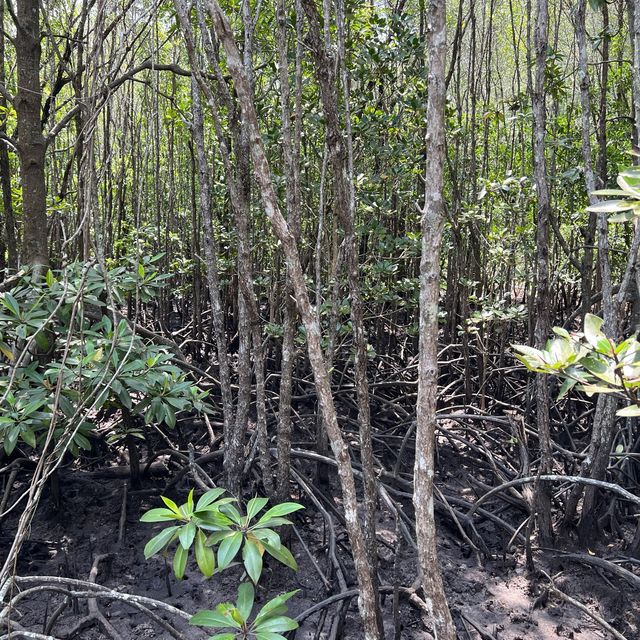 ศูนย์ศึกษาธรรมชาติป่าชายเลยอ่าวคุ้งกระเบน