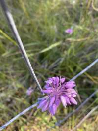 Wildflower Wonderland!