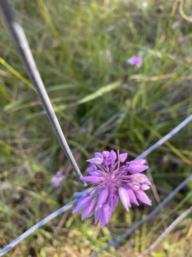 Wildflower Wonderland!