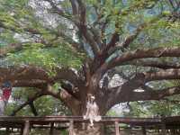 ต้นจามจุรียักษ์ 🌳🌳