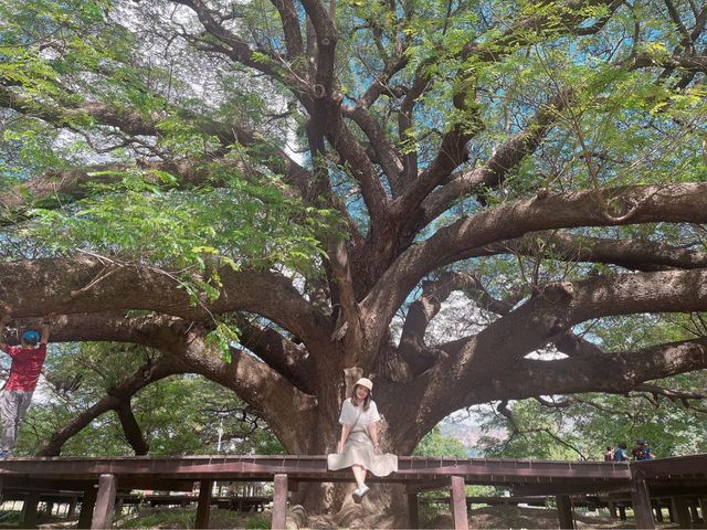 ต้นจามจุรียักษ์ 🌳🌳