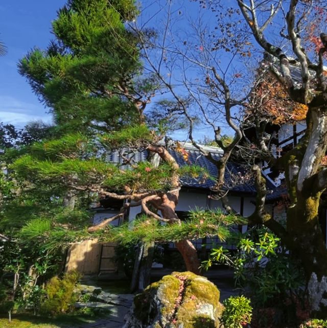 京都楓葉季