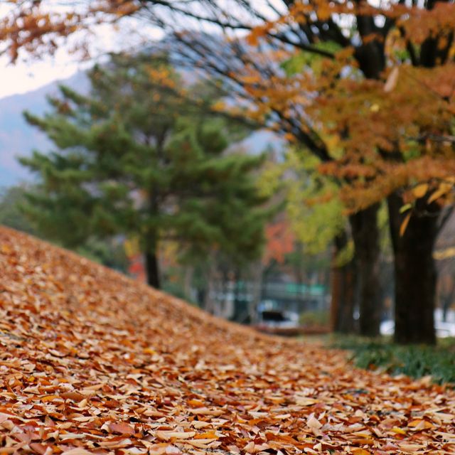 월광수변공원에서 함께 하는 늦은 가을 나들이🍂
