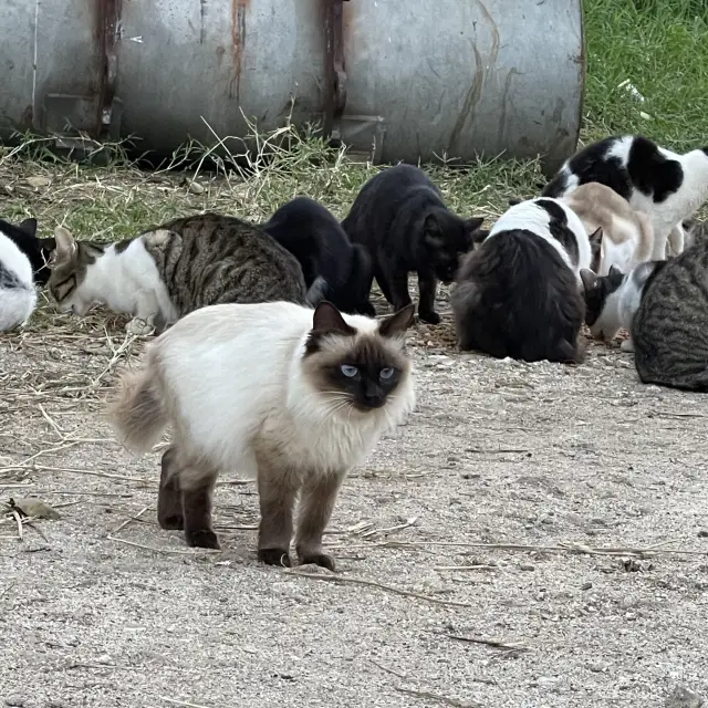 黒島で猫集落にご挨拶