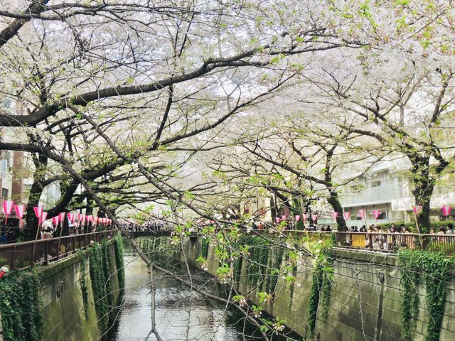 目黑川櫻花 - 沿途與你有過一幀風景