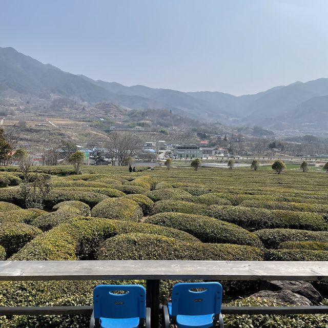 하동 가볼만한 곳 힐링 녹차밭 매암제다원