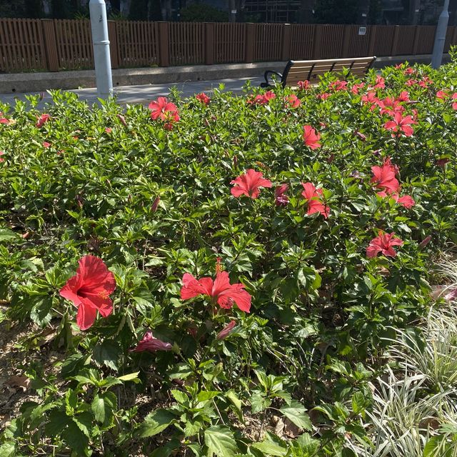 荔枝角地鐵站旁的五色杜鵑花海