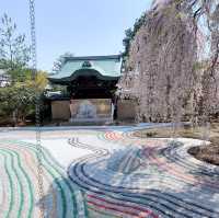 高台寺のしだれ桜とねねの小道