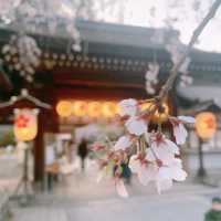 【京都】京都らしらを感じる桜の名所🌸