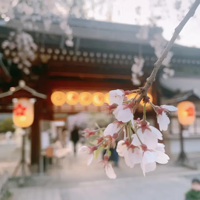 【京都】京都らしらを感じる桜の名所🌸