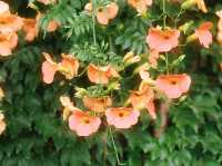 🌷능소화🌼구경하시고 싶으시다면??