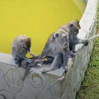 Monkey forest 