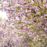 Wansan Park  (full of flower)