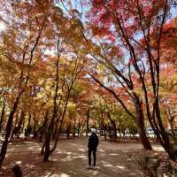 Gyeongju , is a must place to enjoy autumn 🍂