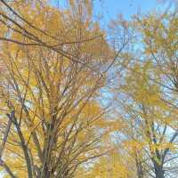 ゆっくり紅葉を楽しめる公園