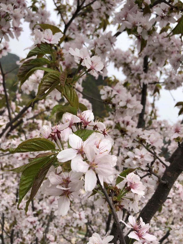 韓國 天空公園｜ 打卡景點