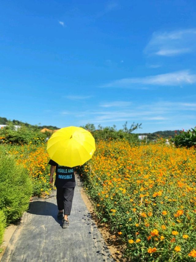 경기도 꽃구경은 여기! 연천 임진강댑싸리 공원💜