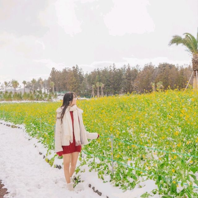🌺눈과 동백의 아름다운 조화 [제주, 휴애리]
