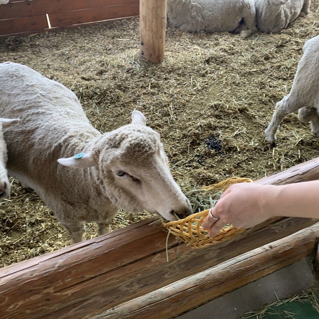 귀여운 양들이 가득🐑대관령 양떼목장