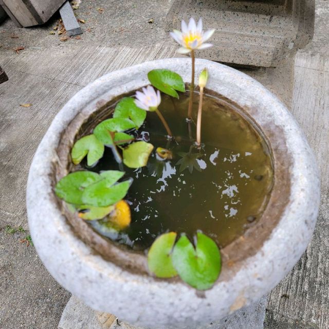 欣賞優雅盆景藝術😍 欣賞優雅盆景藝術😍