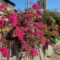 春天賞花好去處 ～ 鐘聲徑 